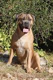 CANE CORSO 077